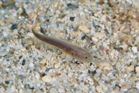 タチウオ科の1種