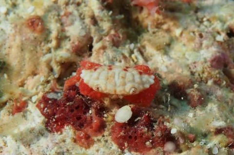 オウギガニ科の1種