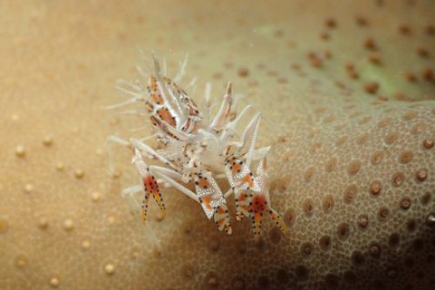 トゲツノメエビ