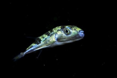 カイユウセンニンフグ