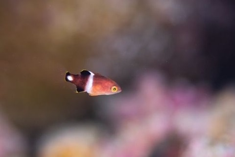 タキベラ
