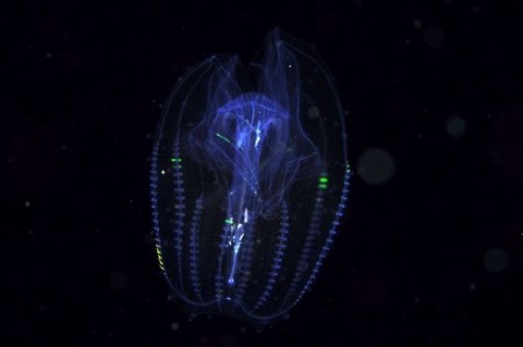 刺激的な水中生物