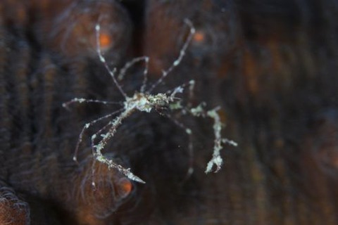 クビナガアケウス