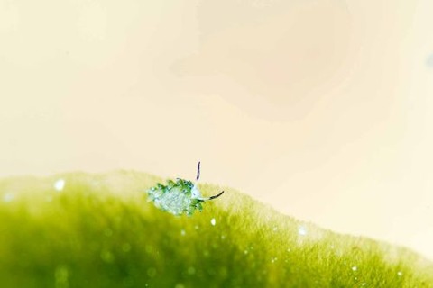 ウサギモウミウシ