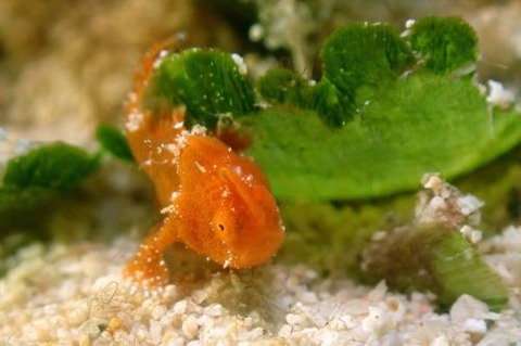 カエルアンコウ科の1種