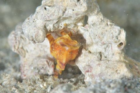 カエルアンコウモドキ