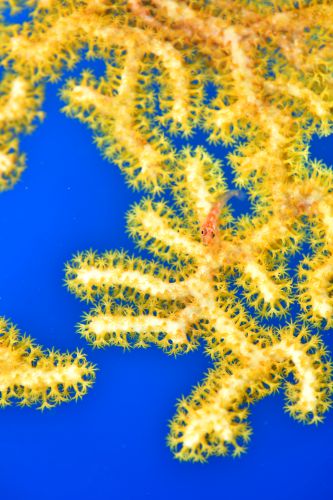 ガラスハゼ属の1種