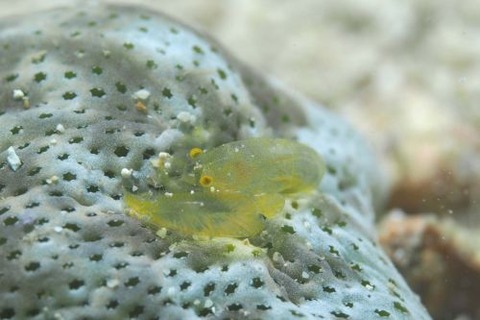Periclimenaeus storchi