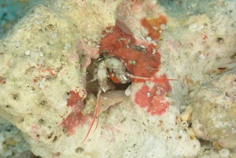 Haptosquilla tuberosa