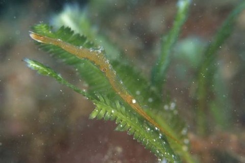 トガリモエビ属の1種