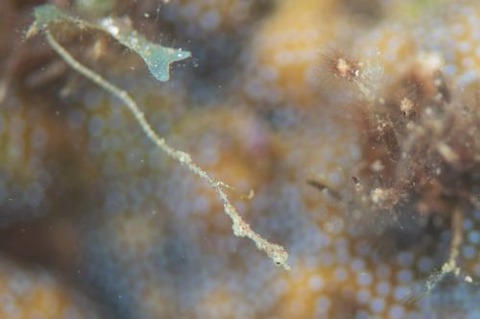 キオネミクティス・ルメンガニィ