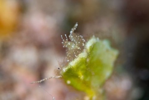 フィコカリス・シムランス