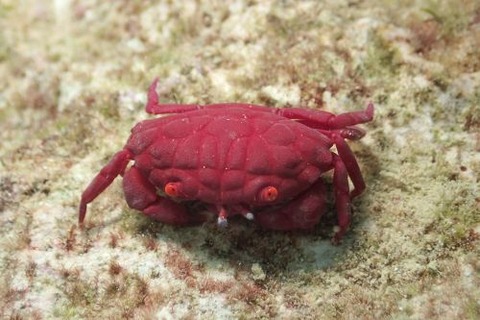 オウギガニ科の1種