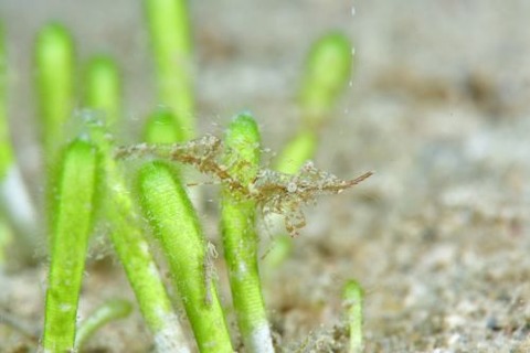 Urocaridella urocaridella