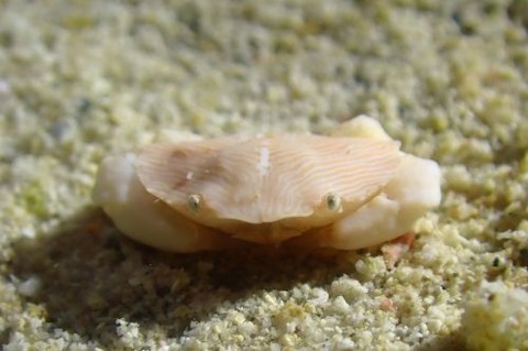 ウスハオウギガニ