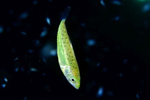刺激的な水中生物