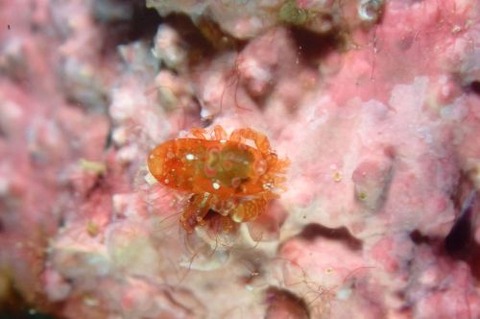 ホヤカクレエビ