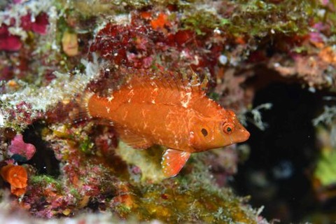 タヌキオハグロベラ