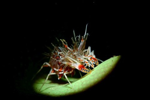 トゲツノメエビ