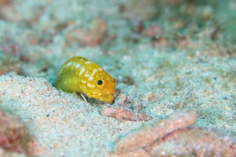 ホシカゲアゴアマダイ