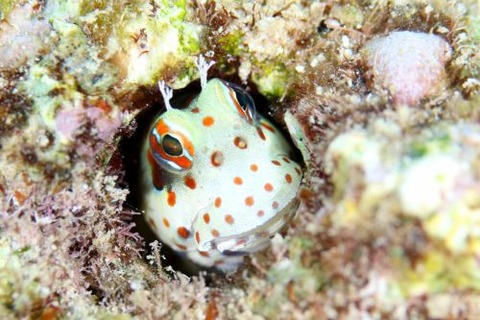 モンツキカエルウオ