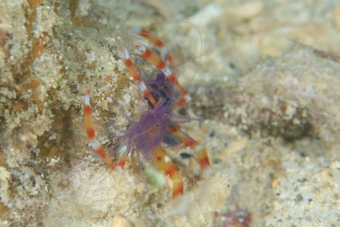 バイオレットボクサーシュリンプ