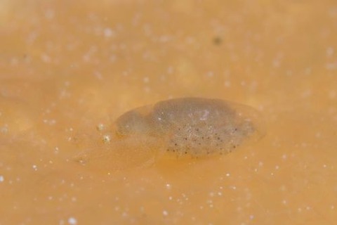 Periclimenaeus colodactylus