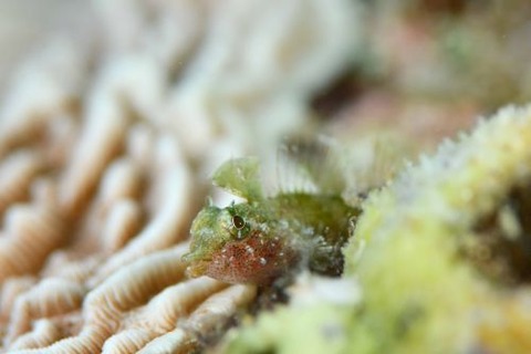 セグロヘビギンポ