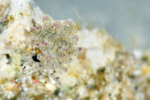 キホシウロコウミウシ