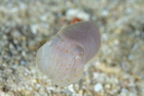 コウイカのなかま