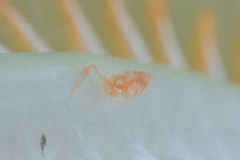 エボシカクレエビ属の1種