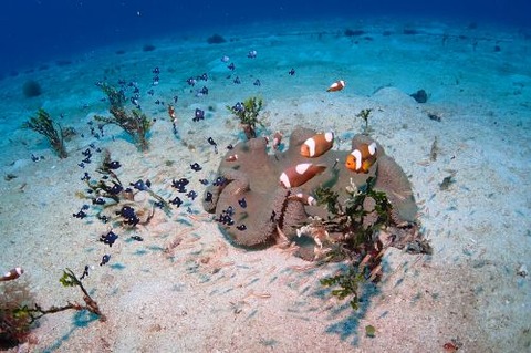 トウアカクマノミ