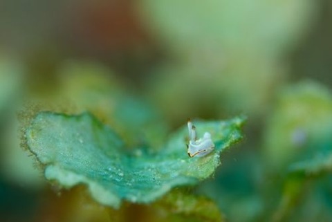 ネコジタウミウシ属の1種