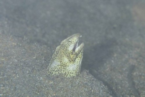 モンヒモウミヘビ