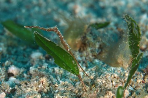 トガリモエビ属の1種