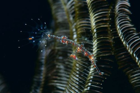 ニシキフウライウオ