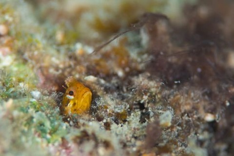 ハダカコケギンポ