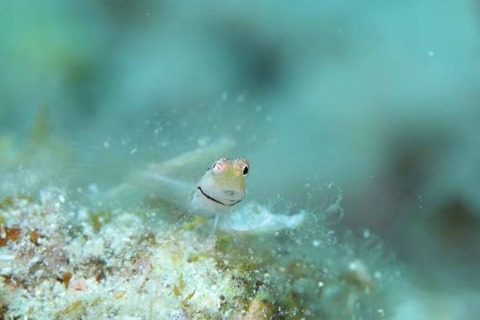 イシガキカエルウオ