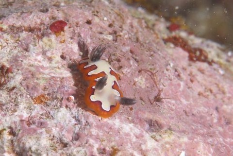 フジナミウミウシ