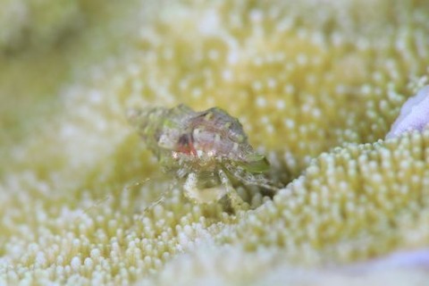 オメカシヒナヤドカリ