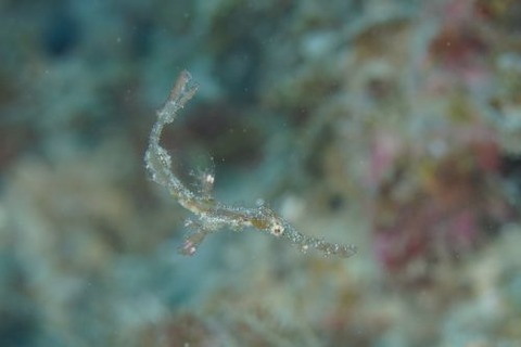 ホソフウライウオ