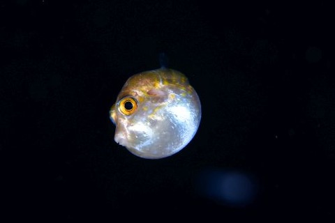 刺激的な水中生物