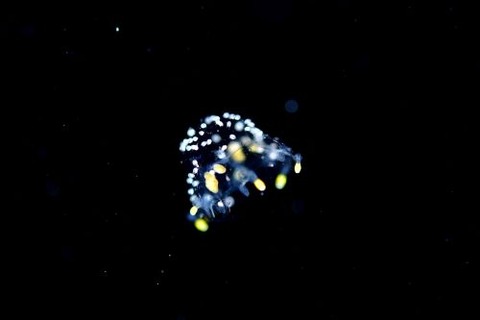 刺激的な水中生物