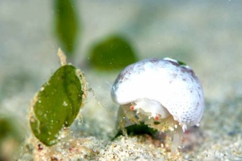 オガサワラカムリ