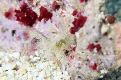 ミクロプロステマ・プルミコールネ