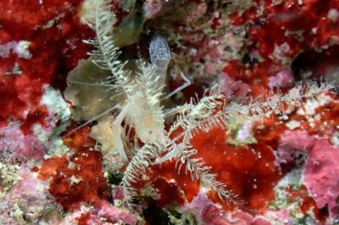 ミクロプロステマ・プルミコールネ