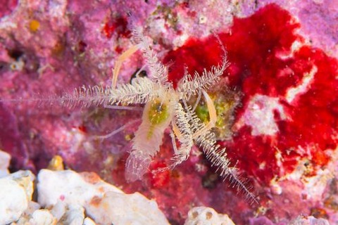 ミクロプロステマ・プルミコールネ