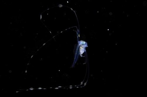 刺激的な水中生物