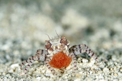 キンチャクガニ