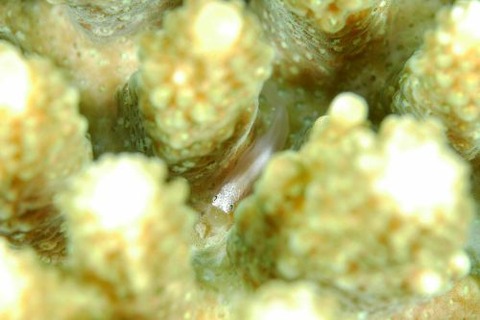 コバンハゼ属の1種